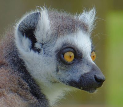 Ringtailed Lemur_Lemur catta_Lake District Wildlife Park