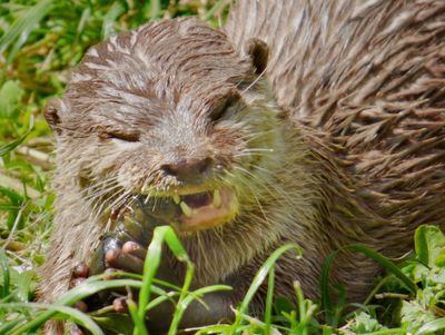 Asain Small Clawed Otter_Lake District Wildlife Park