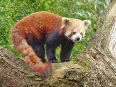 Red Panda_Lake District Wildlife Park