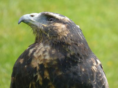 Chilean Blue Eagle_Lake District Wildlife Park