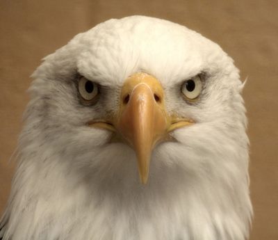 Bald Eagle_Lake District Wildlife Park.