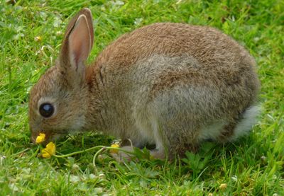 Wild Rabbit roaming in_Lake District Wildlife Park