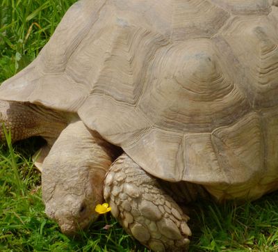 African Spurred Tortoise_Lake District Wildlife Park