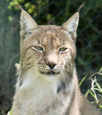 Eurasian Lynx_Lake District Wildlife Park