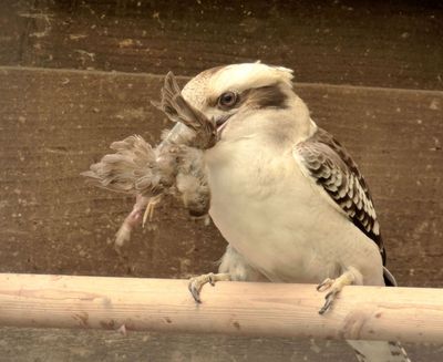 Kookaburra with lunch_Lake District Wildlife Park
