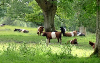 Belted Galloway cattle_Lake District Wildlife Park