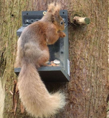 Red Squirrel_Whinlatter Pass feeding station