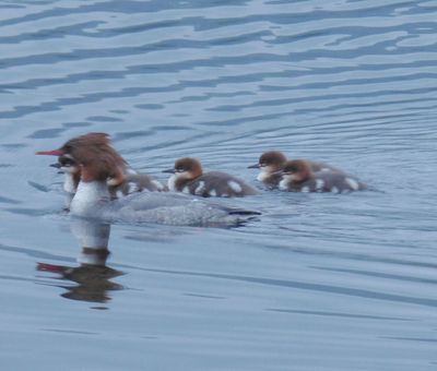 Goosander (or Common Merganser) and ducklings_Mergus merganser_Elterwater_River Brathay