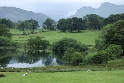 Loughrigg Tarn from footpath