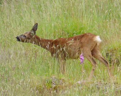 Female Roe Deer_Roedoe_Silverthwaite