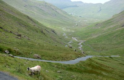 Langdals and sheep