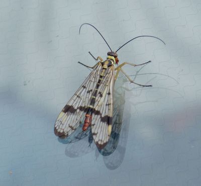 Moth on windscreen
