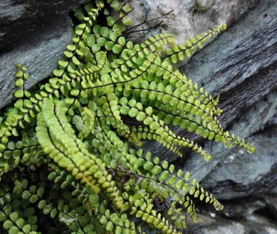 Maidenhair Spleenwort_Asplenium trichomanes_Elterwater