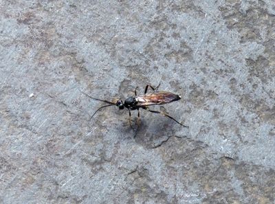 insect_liked scurrying around on concrete path_Silverthwaite