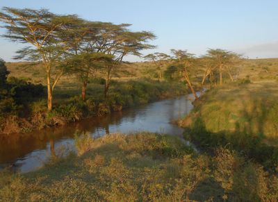 Sundowners site with Yellow Bar Acacias and Ewaso Nyiro river