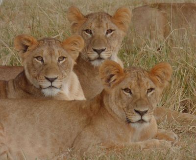 Three lions 