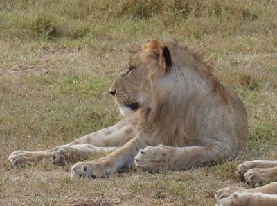 Male Lion by waterhole