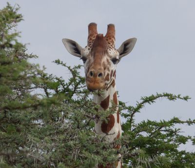 Reticulated Giraffe