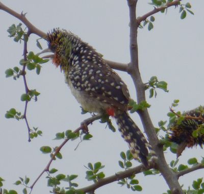  D' Arnauds Barbet.JPG