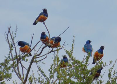 Superb Starlings