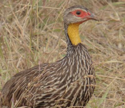Yellow Necked Spurfowl