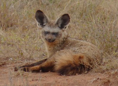 Kenya: Laikipia in Jan/Feb