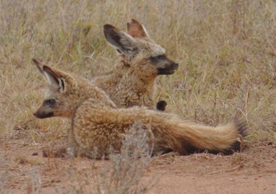 Bat Eared Foxes