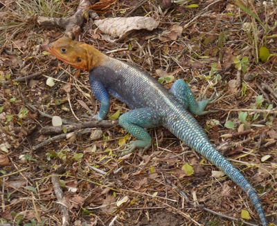 Male Agama maybe Kenyan Rock agama