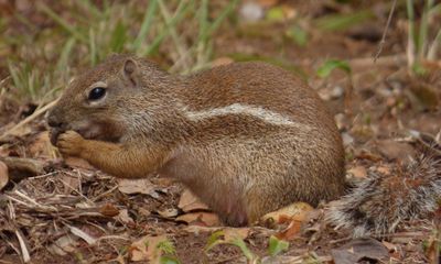 Striped Ground Squirrel 