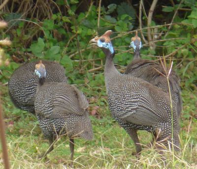 Helmeted Guineafowl on lodge lawn