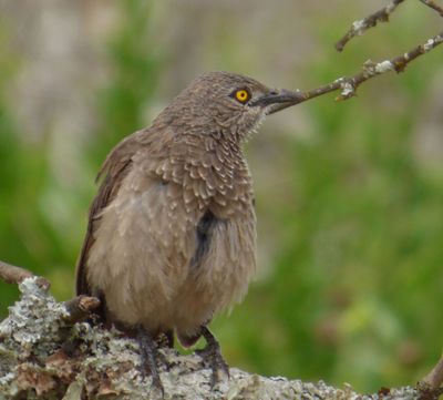 Brown Babbler