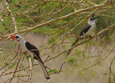 Male and Female Von der Deckens Hornbill