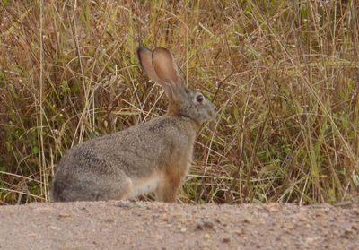 African Savannah Hare