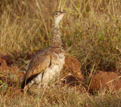 White Bellied Bustard female (as per Google)