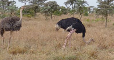 Female and Male Ostrich