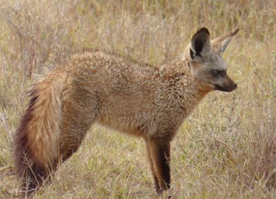  Bat Eared Fox