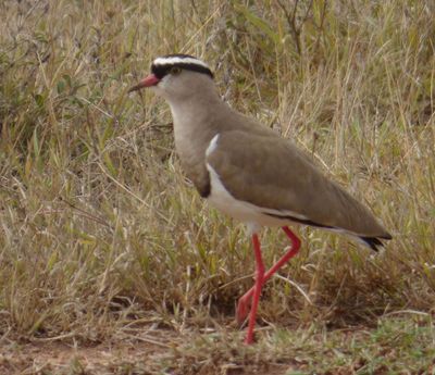 Crowned Lapwing or Plover