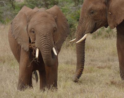 Elephants