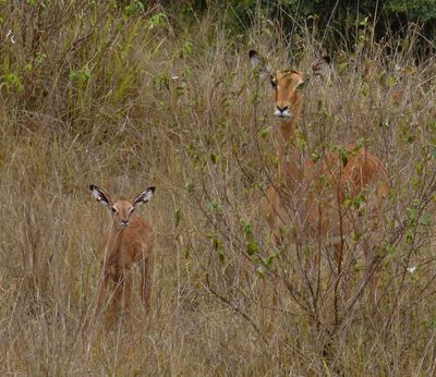 Impala and calf