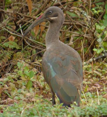 Hadada Ibis 
