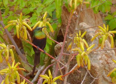 Male Red Chested Sunbird 