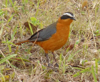 White Browed Robin Chat_also called Heuglins Robin