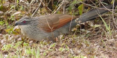 White Browed Coucal 