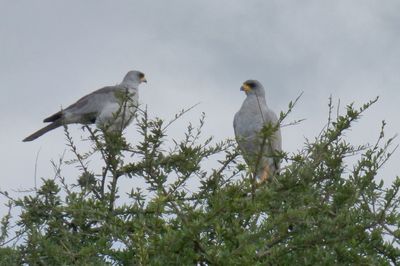 Eastern Chanting Goshawks