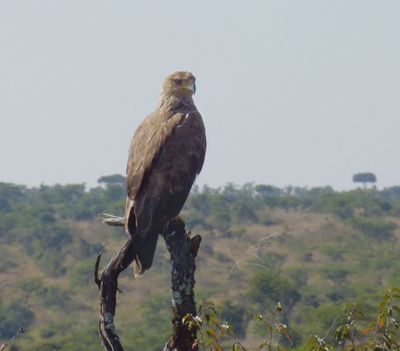 Tawny Eagle