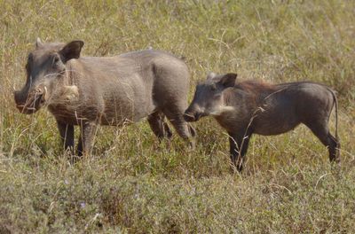 Warthogs