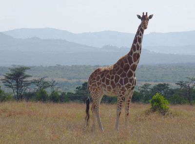 Reticulated Giraffe scape