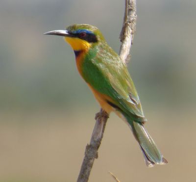 Little Bee eater