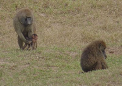 Olive Baboons