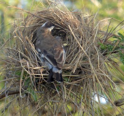 White Browed Sparrow Weaver building nest by carp park